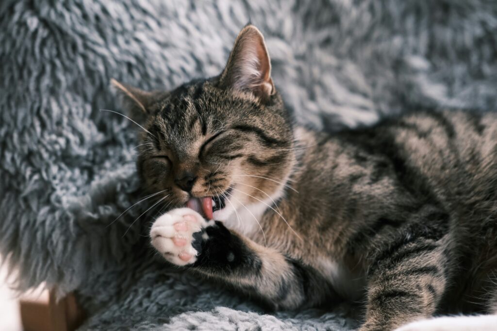 Gato