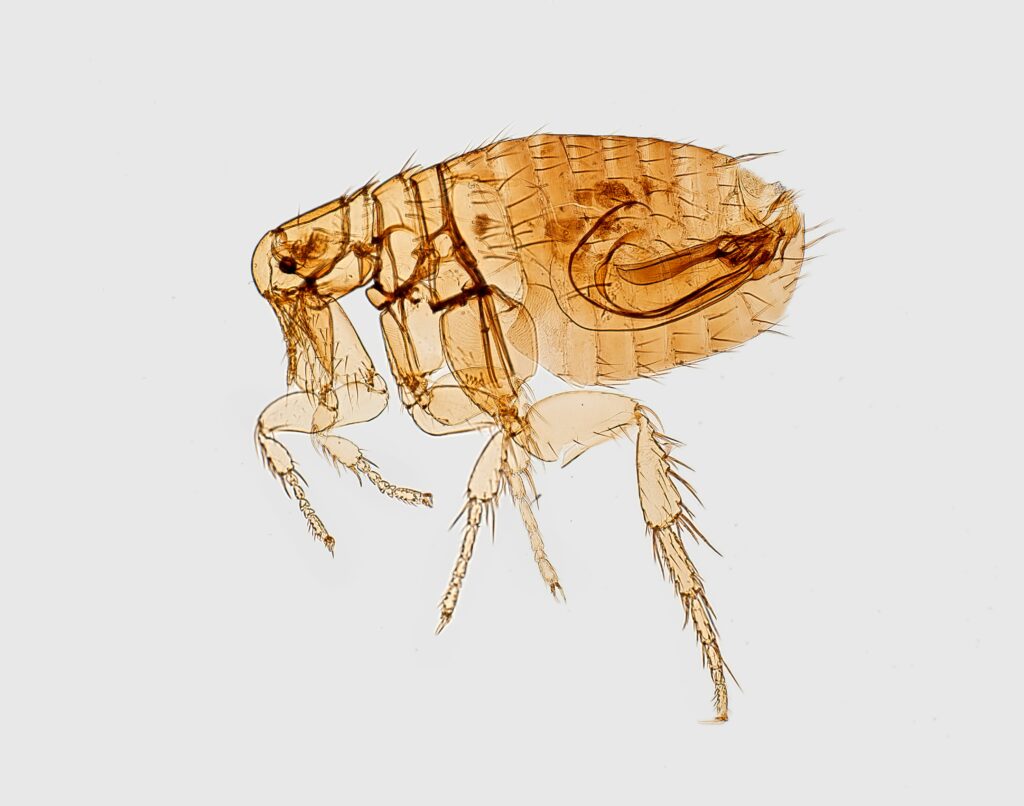 Pulga