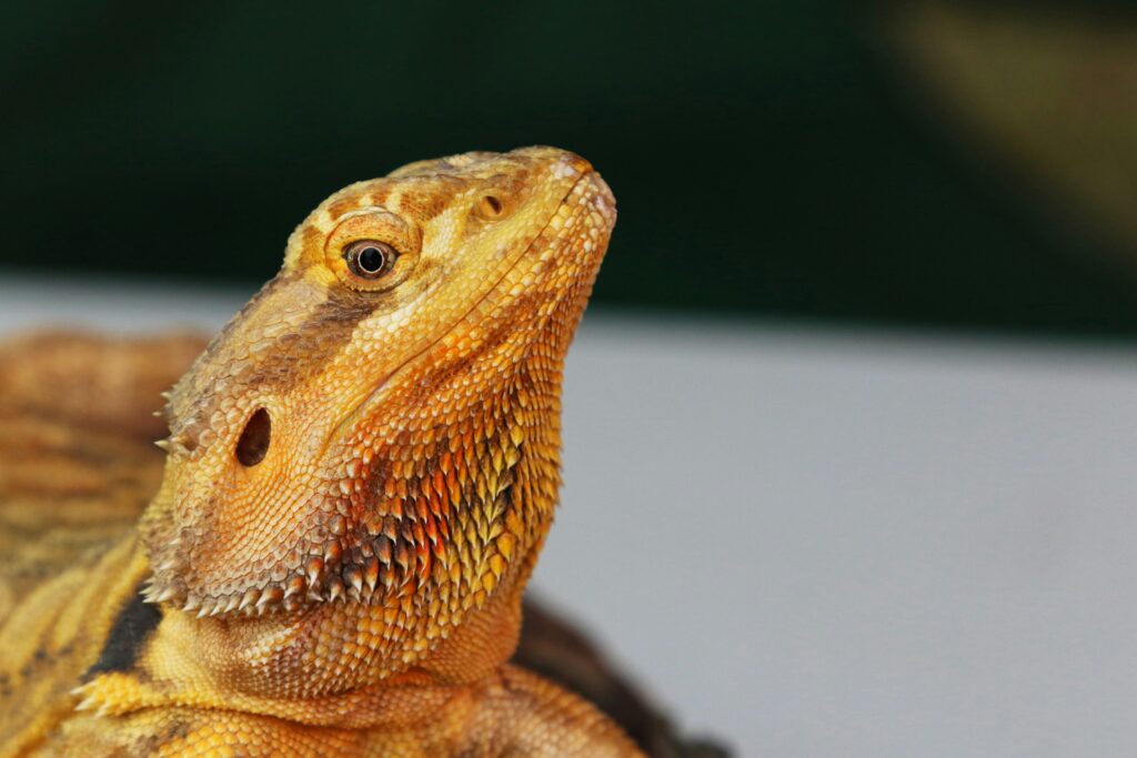 Iguana