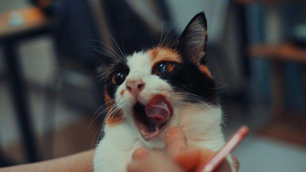 Gato