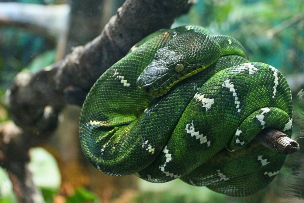 Cobra