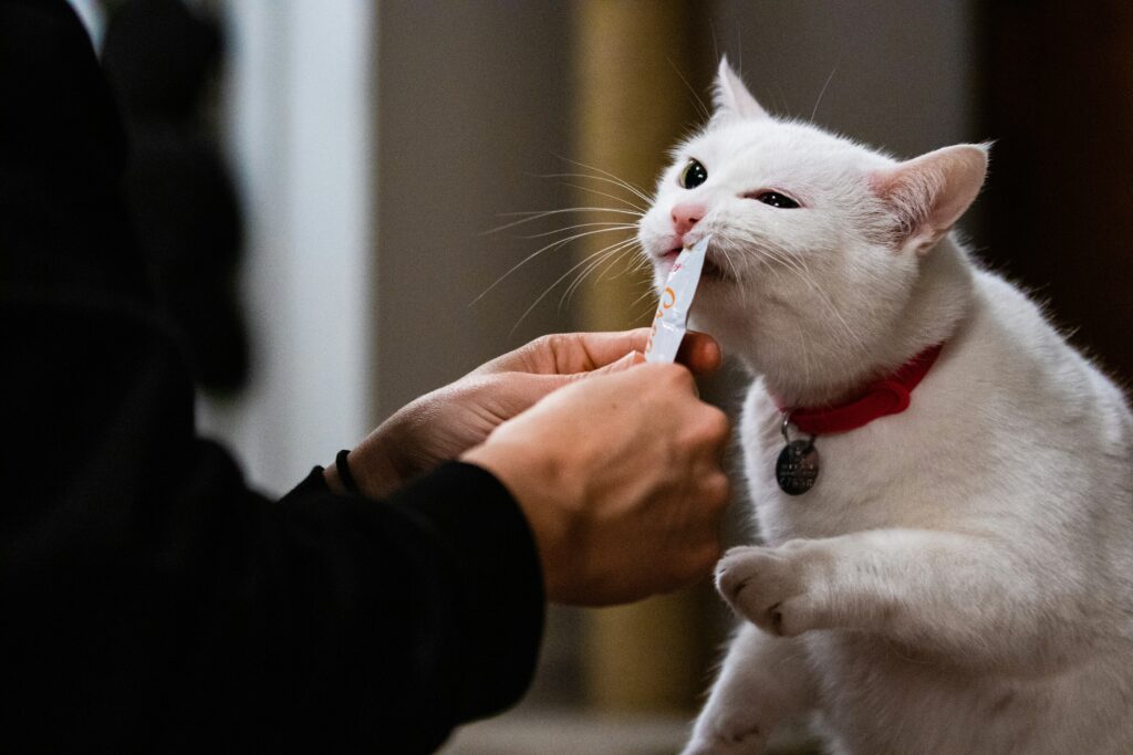 Gato comendo