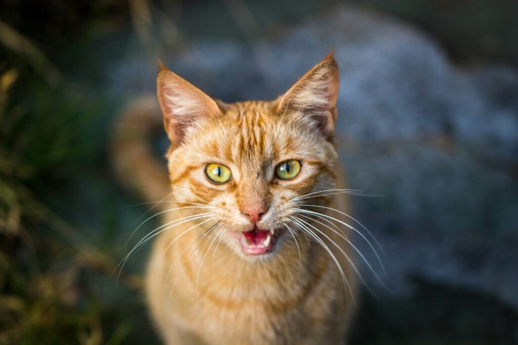 Gato