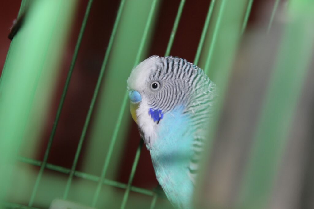 Pássaro