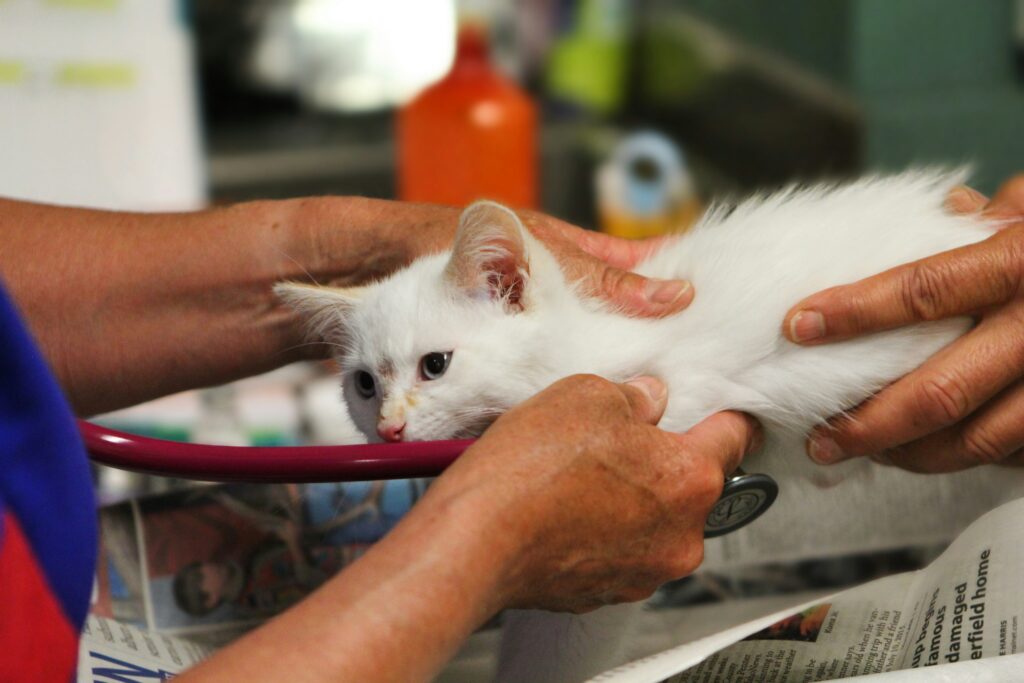 Gato no veterinário 