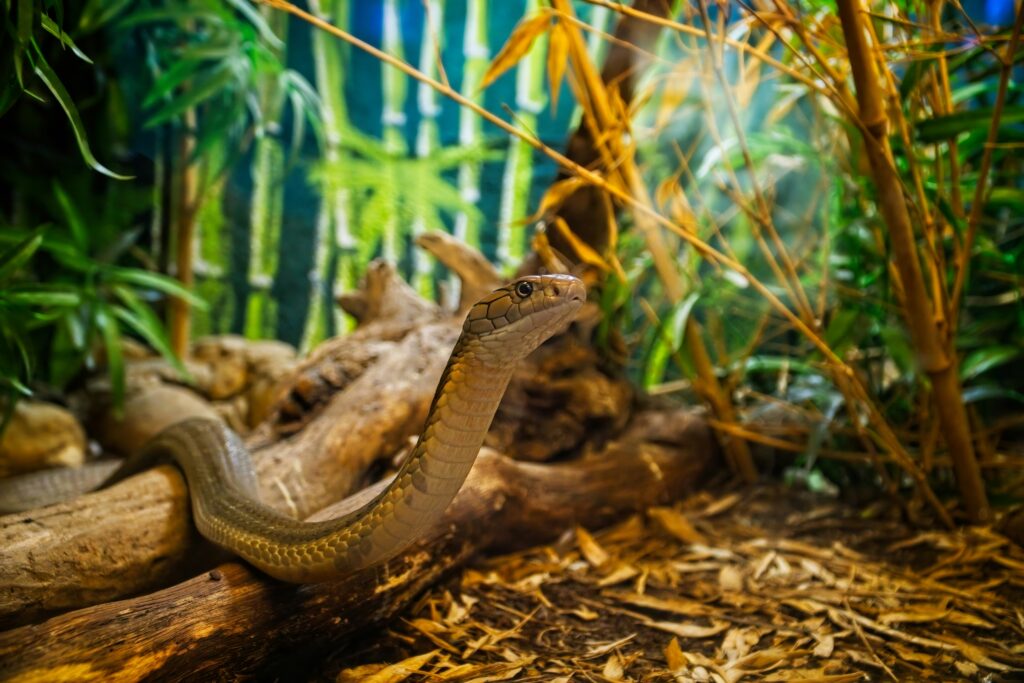 Cobra