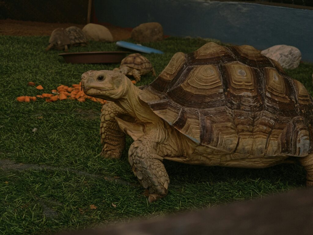 Tartaruga 