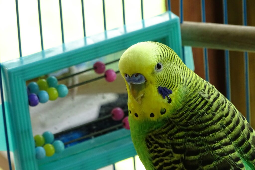 Pássaro