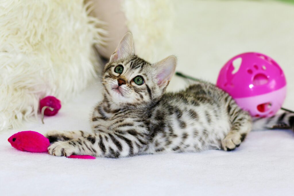 Gato com brinquedos