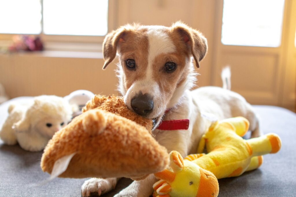 Cachorro com brinquedo