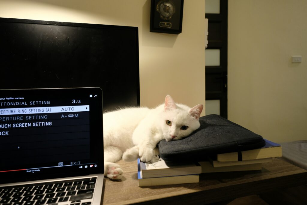 Gato
