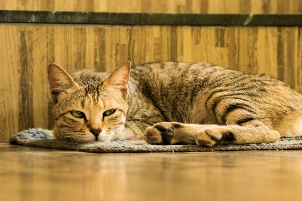Gato